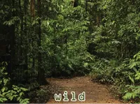 Định nghĩa của từ <b>wild</b>