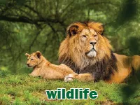 Định nghĩa của từ <b>wildlife</b>