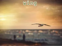 Định nghĩa của từ <b>wing</b>