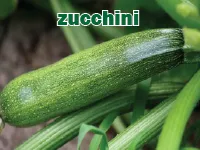 Định nghĩa của từ <b>zucchini</b>