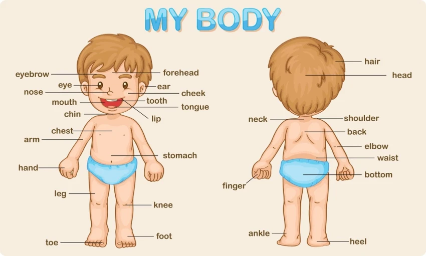 Từ vựng tiếng Anh theo chủ đề: Cơ thể người